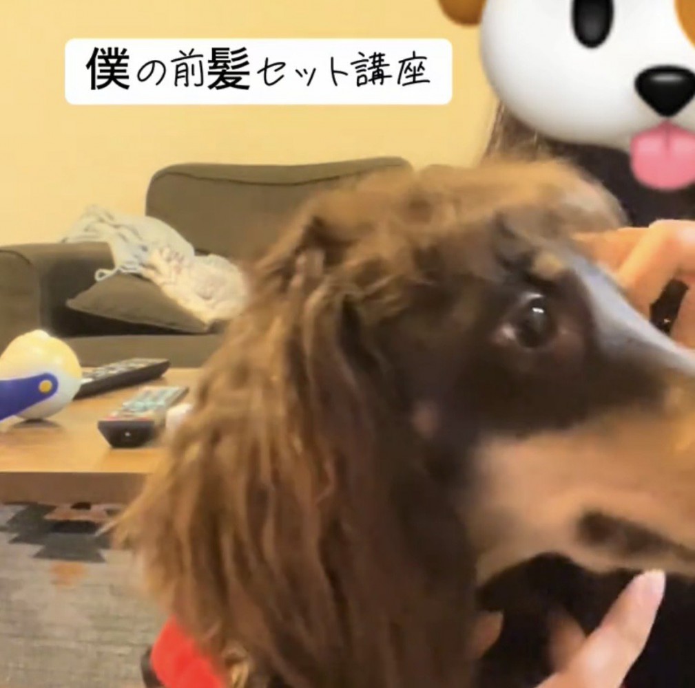 横を向く犬