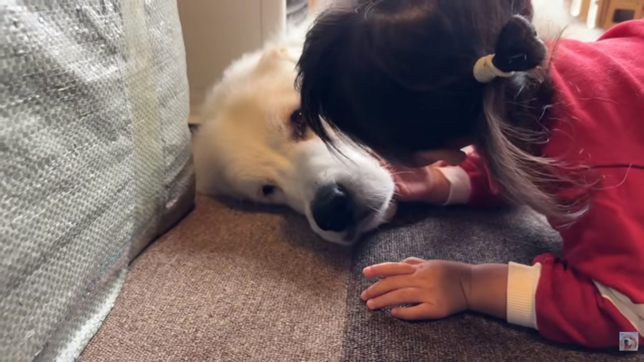 シュシュちゃんに話しかけるろのちゃん