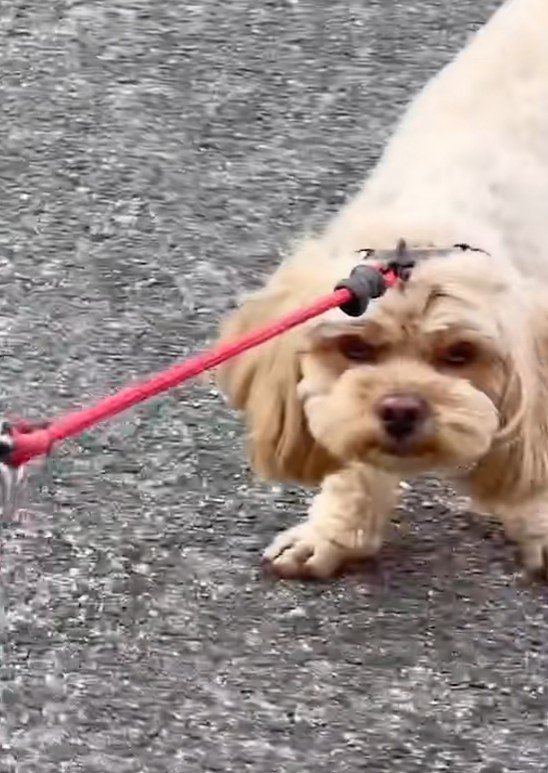 「ママとしか歩かない！」