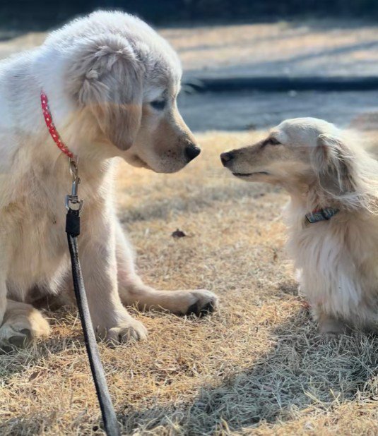 つむぎちゃんとみるくちゃん