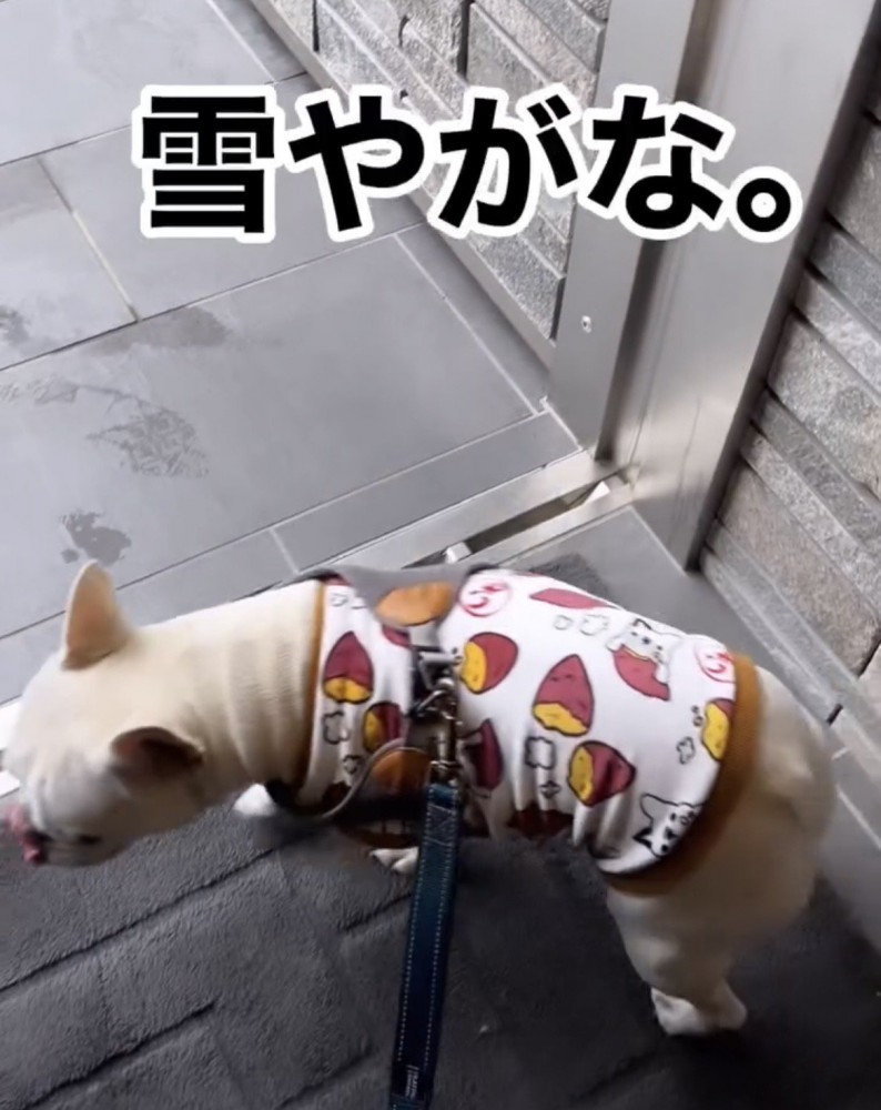 雪を見て踵を返す犬