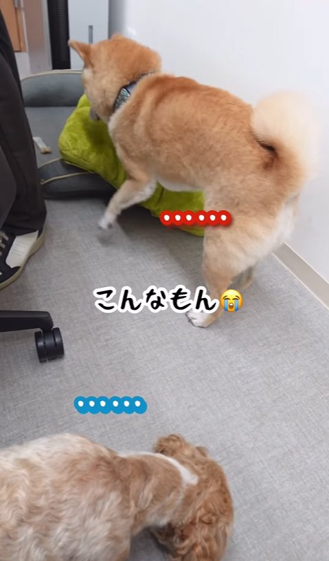 おもちゃで遊ぶ2匹