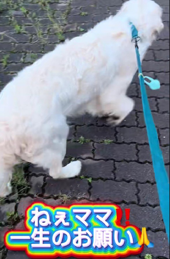 女の子が好きなリーズちゃん