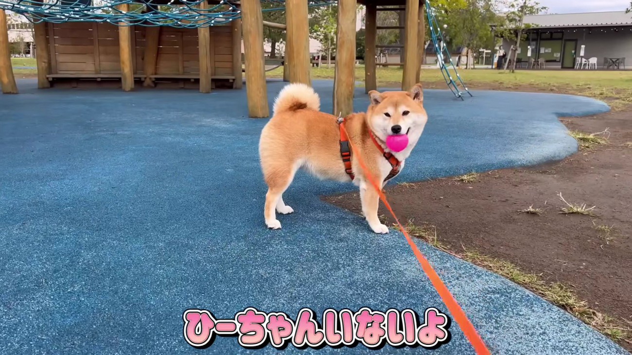 ひよりちゃんはまだ？