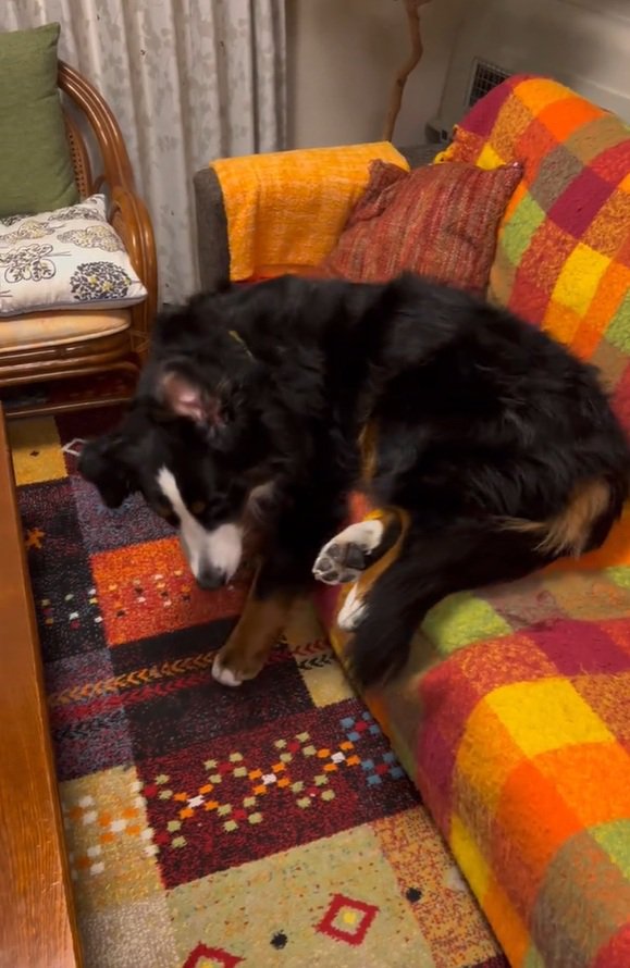 ソファからおりるリンちゃん