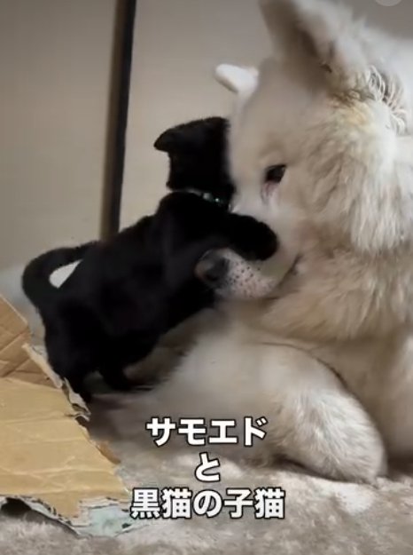 犬に抱きつく猫