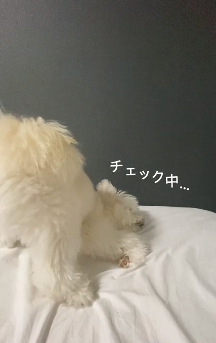 寝床チェックするぽぽちゃん1