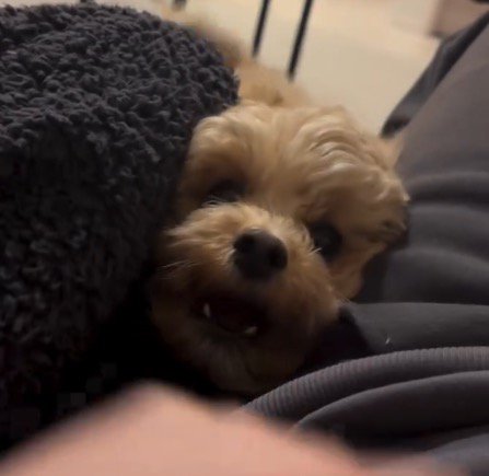 飼い主たちが仲良くしているのを見て口を開ける犬