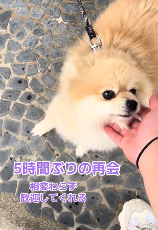 ナデナデ