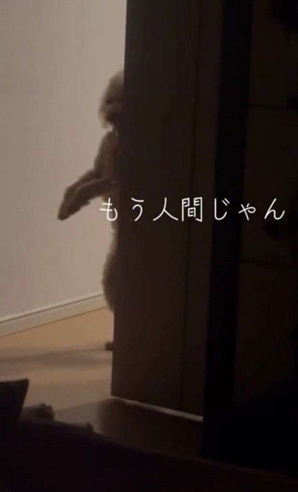 壁の陰から現れる犬
