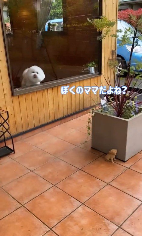 ショーンくんのお迎え3