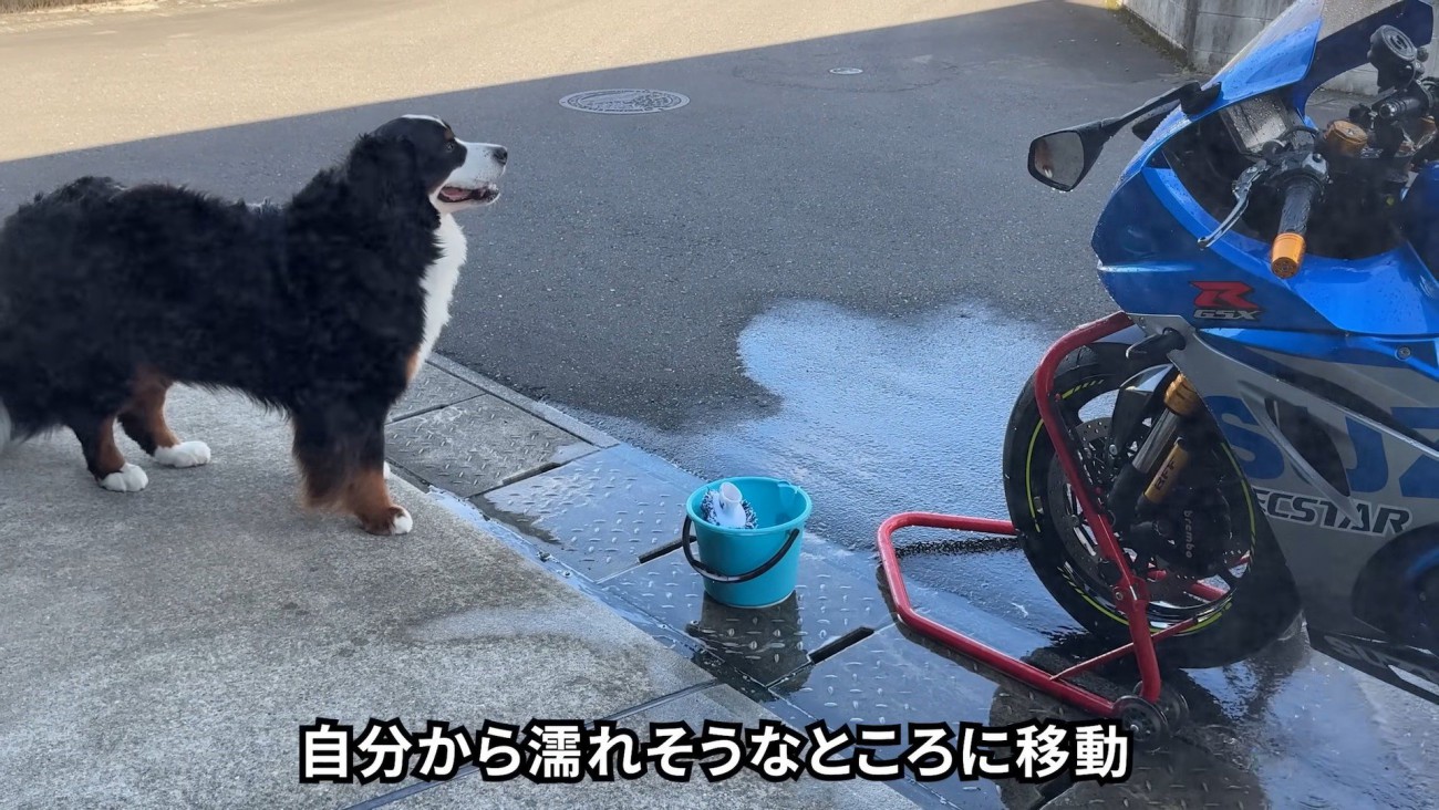 水を使うと興味津々に
