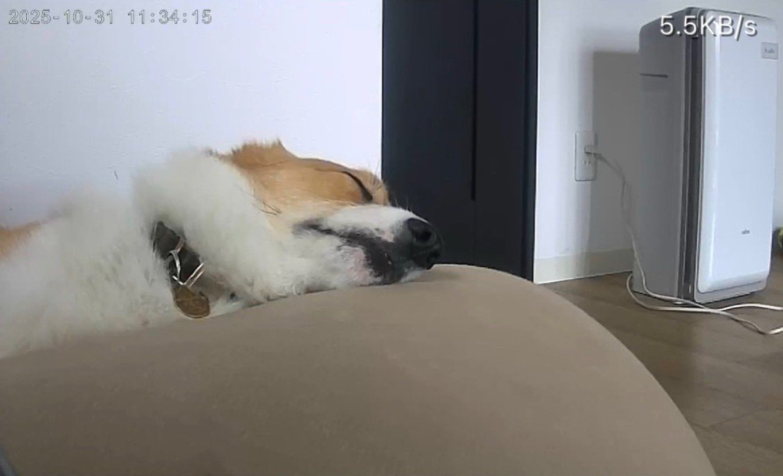 お留守番中のポムちゃん