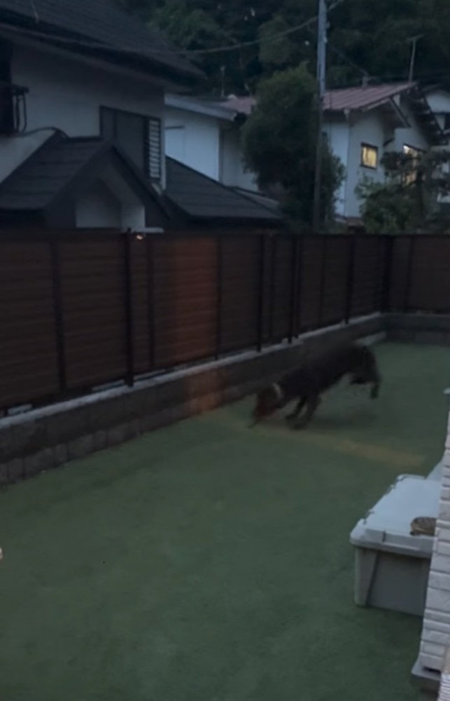 ぐるぐる回る大型犬