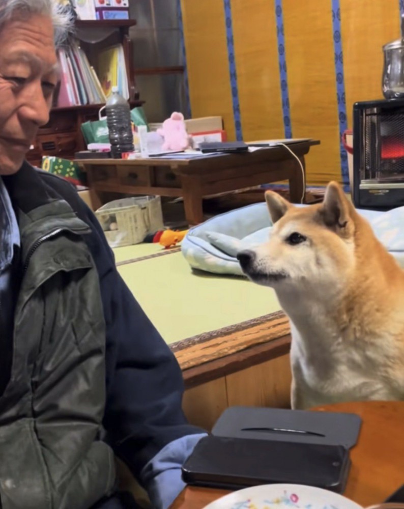 お父さんを見る犬