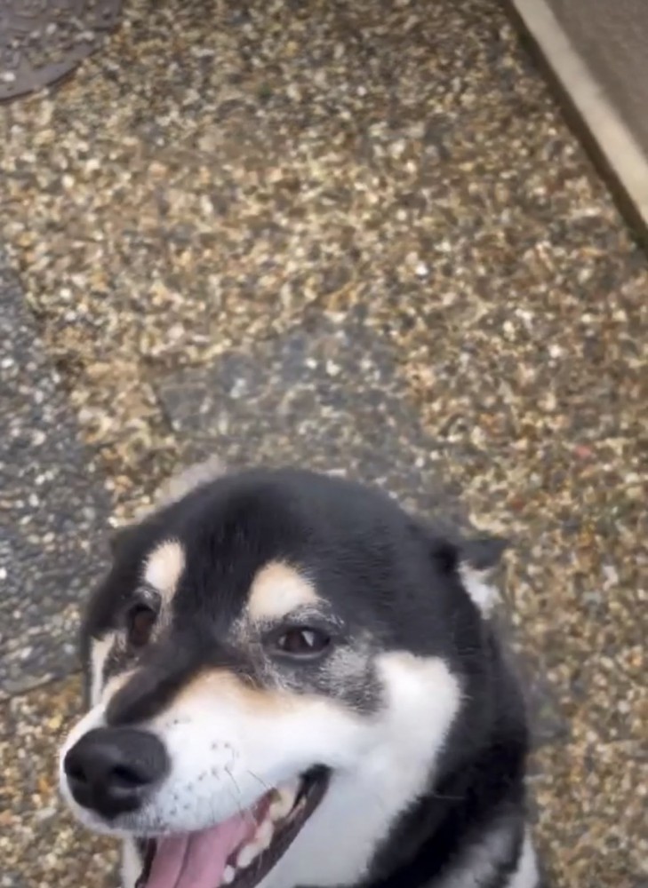 ヒコーキ耳の犬