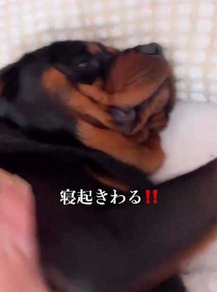 まったく起きる気配なし