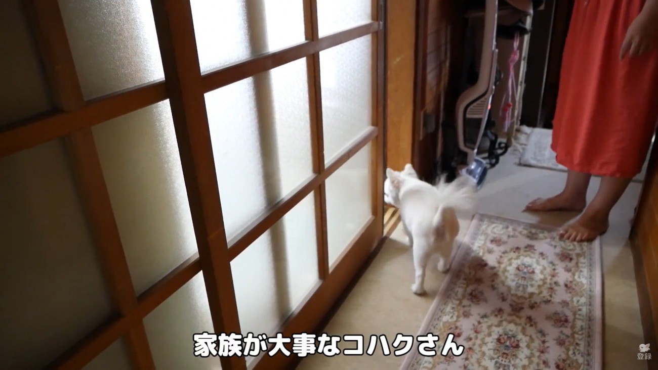 ドアを開けてあげたら中へ…