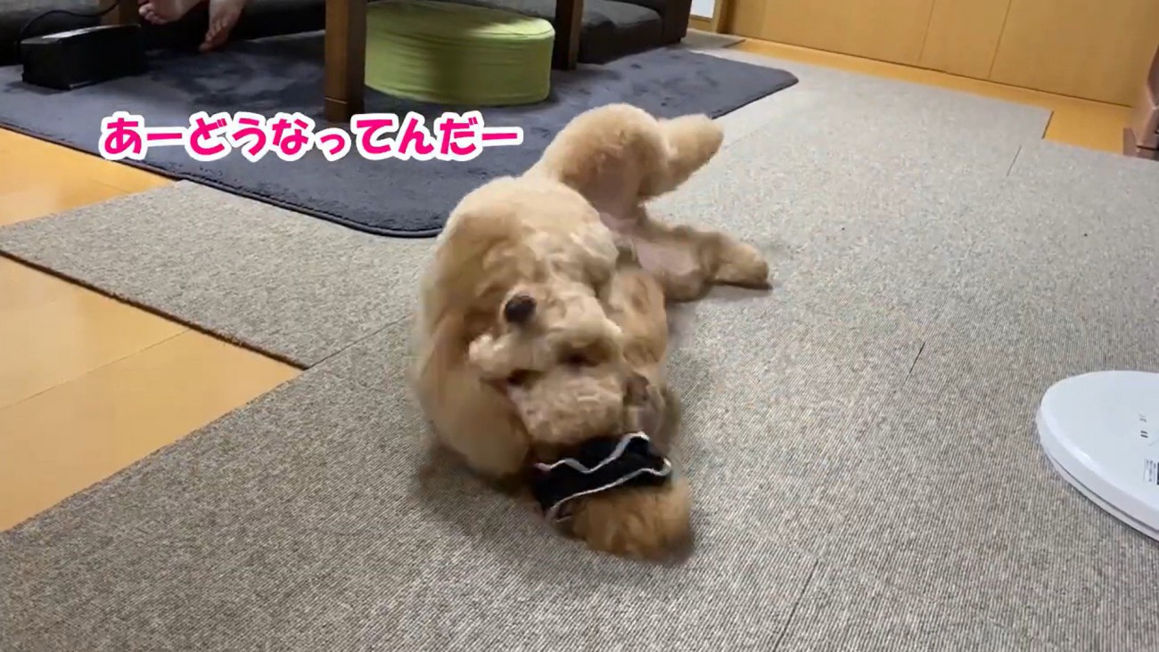 必死に取ろうとしています！