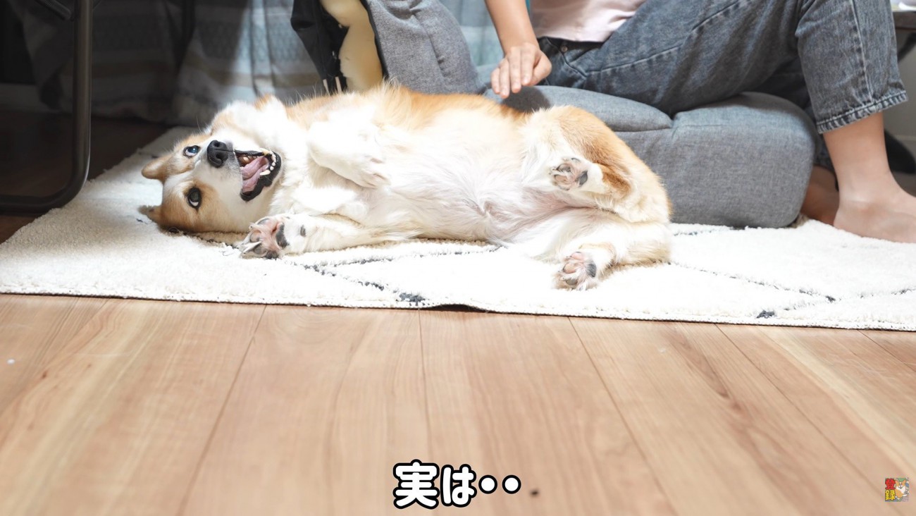 撫でろハラスメントを続けるはなちゃん