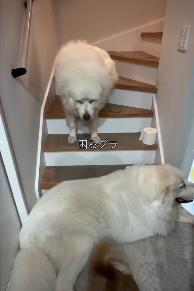 俯く犬