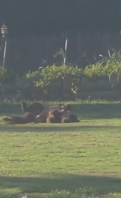 ドッグランでひとり遊びをするノアくん3