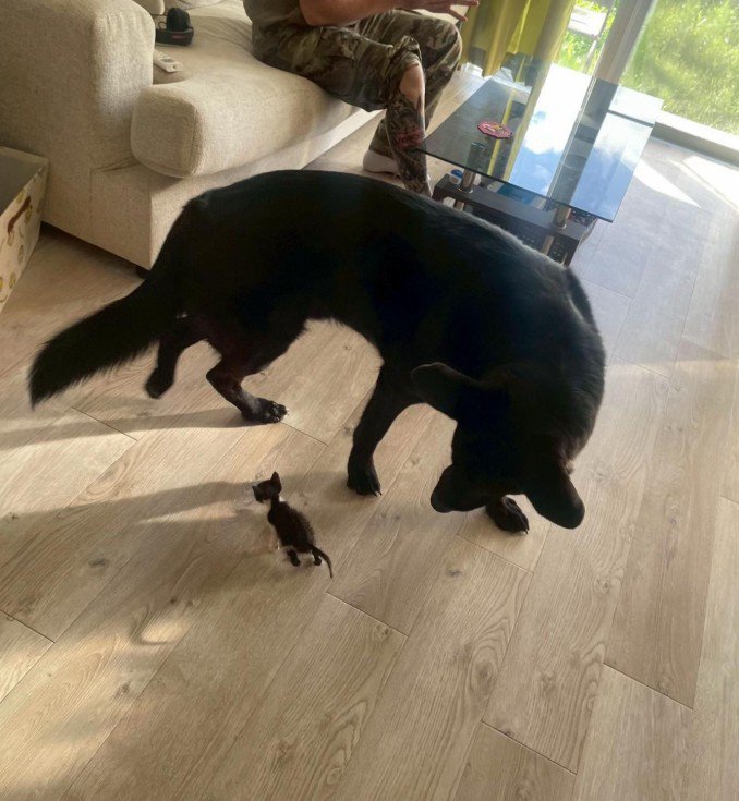 キングくんと子猫