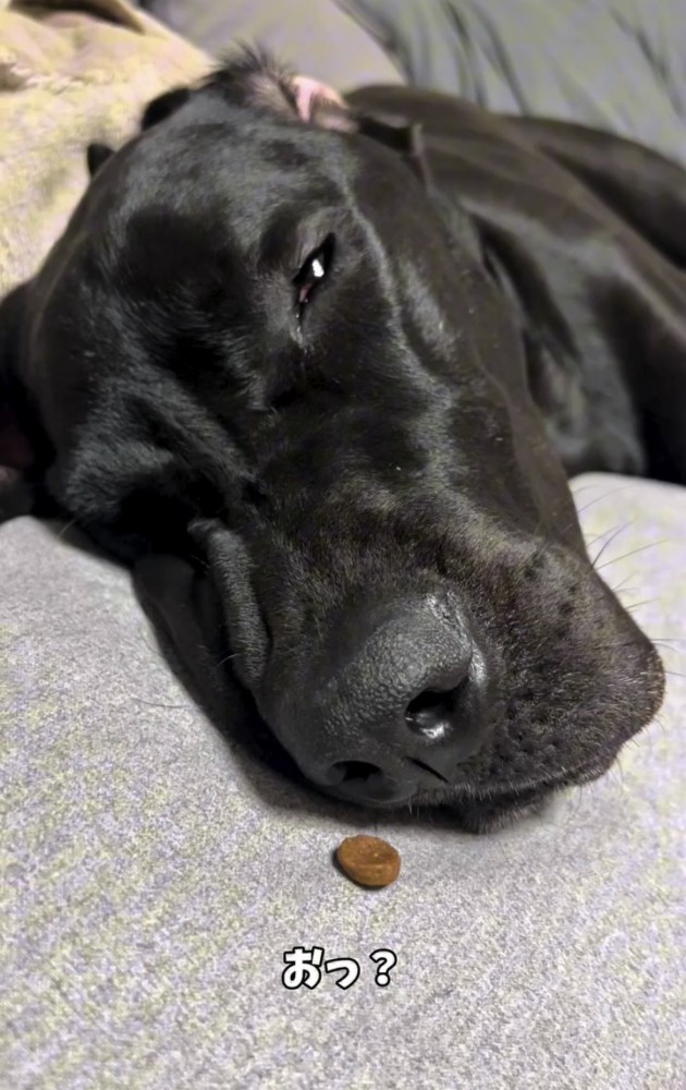 薄目を開ける犬