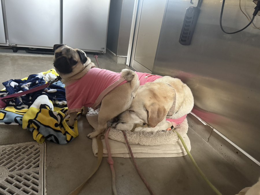 看板犬