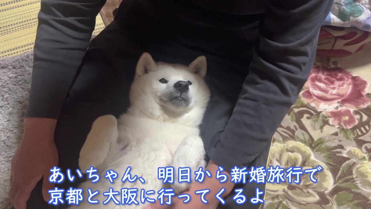 柴犬のあいちゃん