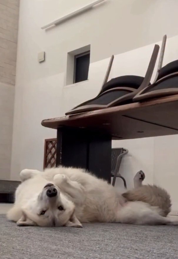 ヘソ天のナオちゃん