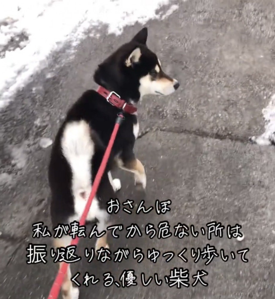 振り返る犬