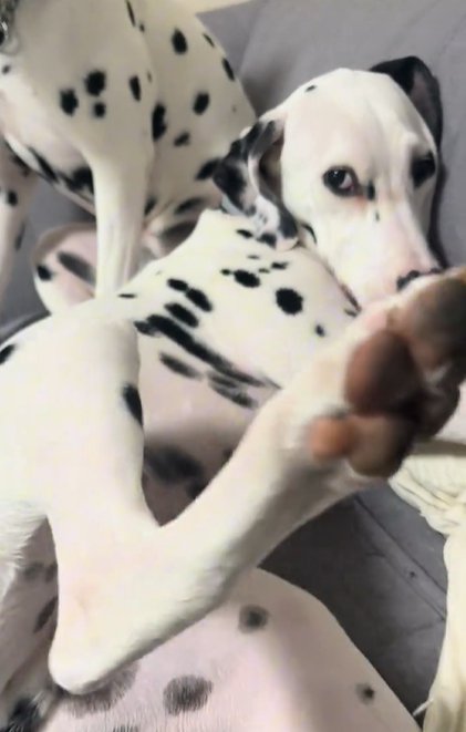 横たわりながら後ろの片足を上げてお腹を見せてくるダルメシアン