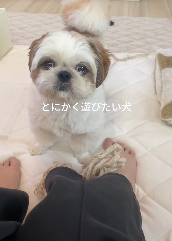 遊んでほしいちろ君