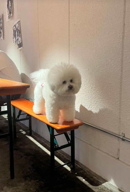 「僕、本物のワンコです！」