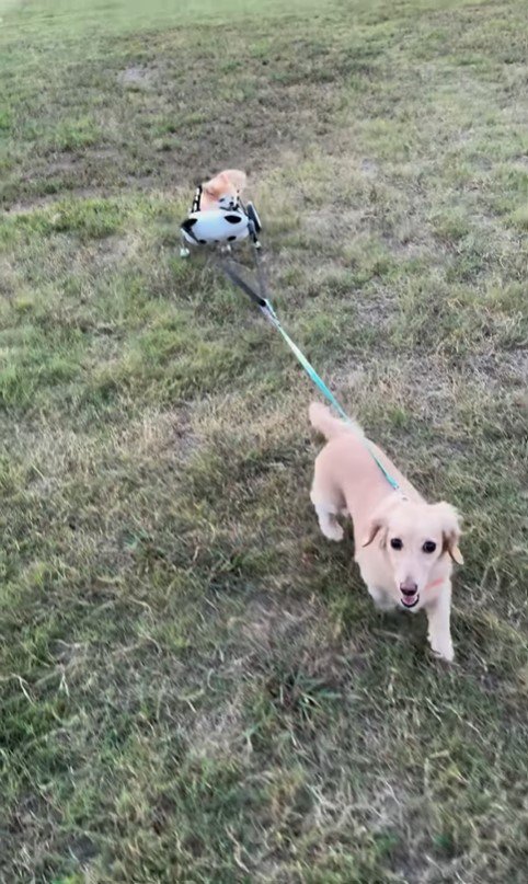 お散歩を楽しむさくらちゃん5