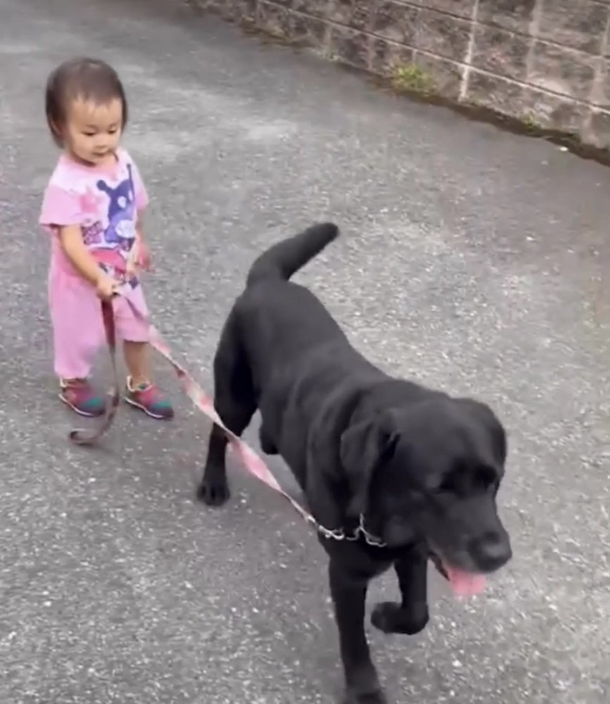 犬の散歩をする子ども