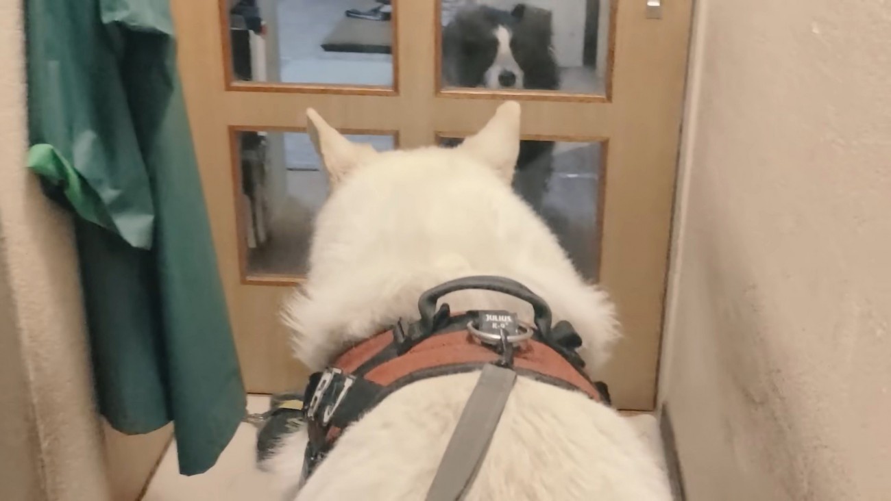 ラッキーちゃんを預かった時のBJ くん9