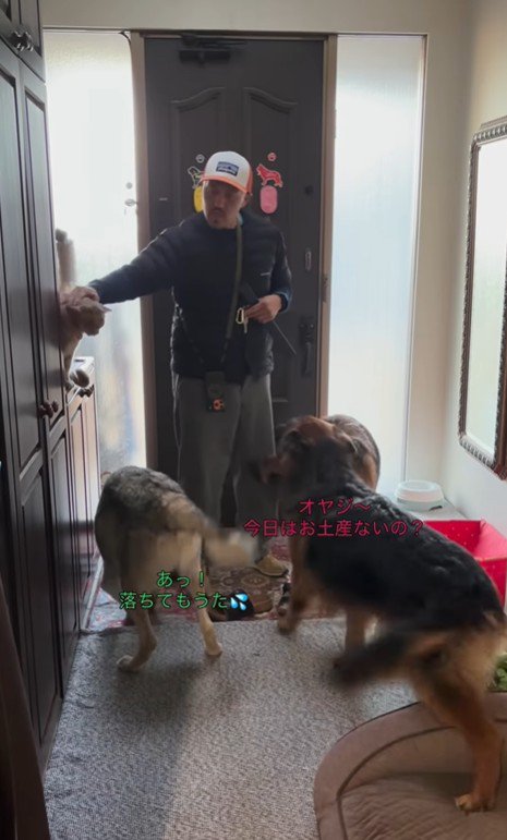 大型犬たちのお出迎え8