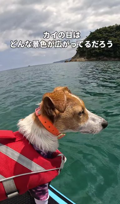 サップボードに乗りながら海を眺めるジャックラッセルテリア