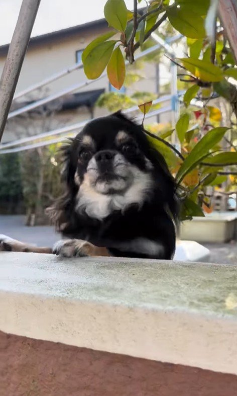 まる君とお姉ちゃんの再会8