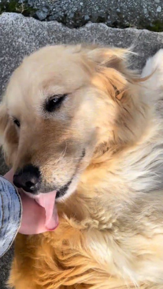 鳴き声をあげながら投稿者の手を舐める犬