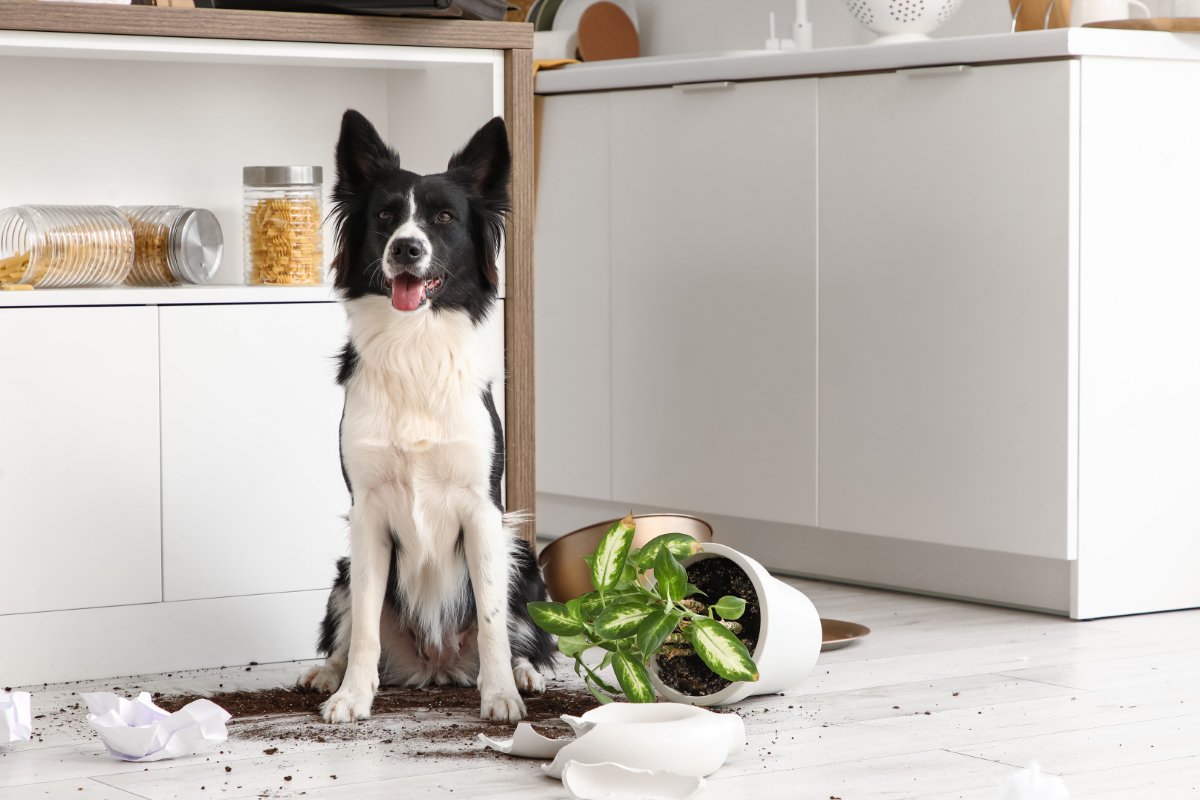 『犬を飼って後悔してしまう』理由5選 愛犬との生活で大変なことや迎える前に知っておくべき現実とは?