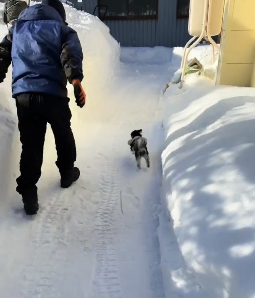 雪道を走る犬