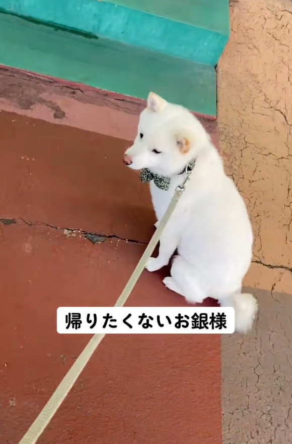 おすわりする銀くん