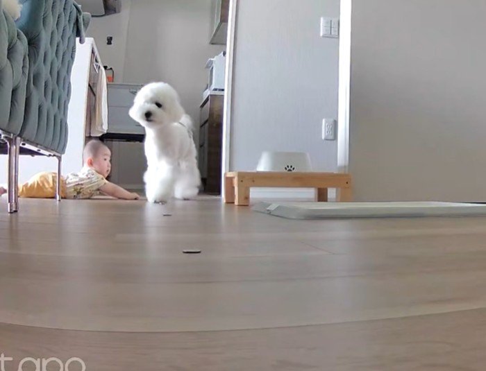 ハクちゃんに助けを求めに…