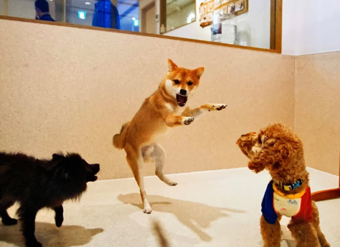 ほかの犬たちの前で立ち上がる犬