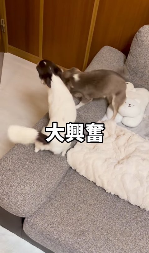 興奮している2匹の小型犬