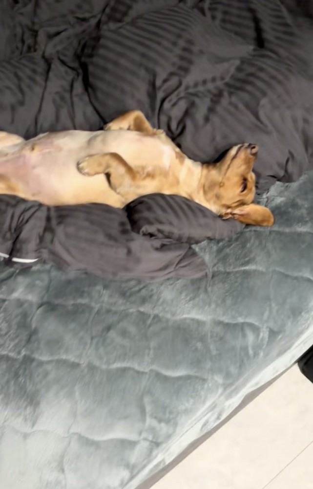 ヘソ天は日課なんだとか