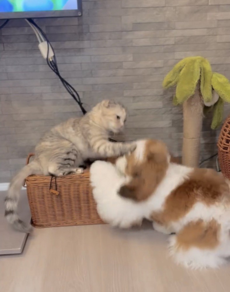 犬の頭に前脚を伸ばす猫
